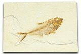 Detailed Fossil Fish (Diplomystus) - Wyoming #367584-1